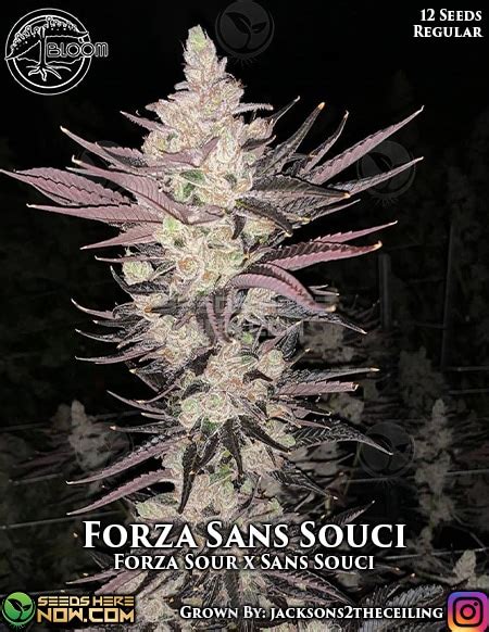 San souci strain - › All "Sans Souci" Strains All Sans Souci cannabis strains Here you find all cannabis varieties beginning or ending with "Sans Souci"! Altogether we found 3 Sans Souci strains in the SeedFinder cannabis strain database, please click on the strain-names to get more information about the different Sans Souci versions from the different breeders.